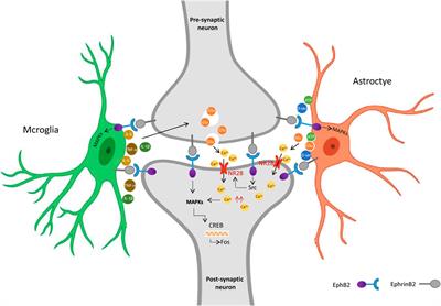 Activation of EphrinB2/EphB2 signaling in the spine cord alters glia-neuron interactions in mice with visceral hyperalgesia following maternal separation